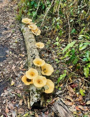 Tsitsikamma_Funnel Cups