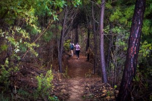 Forest singletrack sections