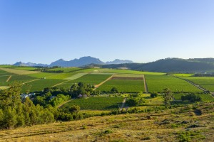 Wineland views as you hike to the top.