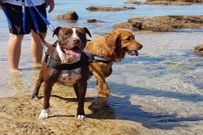 K9 Beach Walk & Run K9 Beach Walk & Run