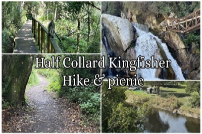 Half Collard Kingfisher Hike & picnic