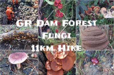 GR Dam Forest Fungi GR Dam Forest Fungi