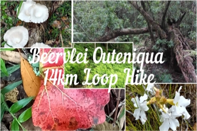 Beervlei Outeniqua 14km Loop Hike