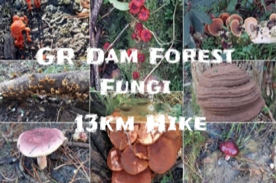 GR Dam Forest Fungi