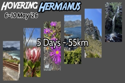 Hovering Hermanus