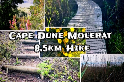 Cape Dune Molerat 8,5km Hike Cape Dune Molerat 8,5km Hike