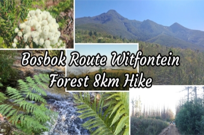 Bosbok Route Witfontein Forest 8km Hike