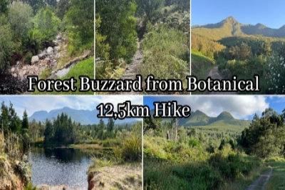 Forest Buzzard From Botanical 12,5km Hike