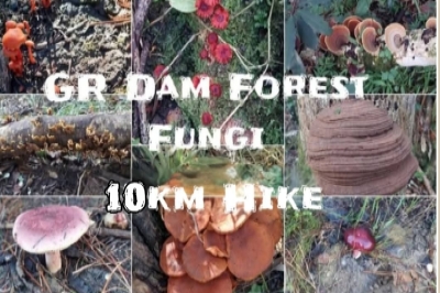 GR Dam Forest Fungi