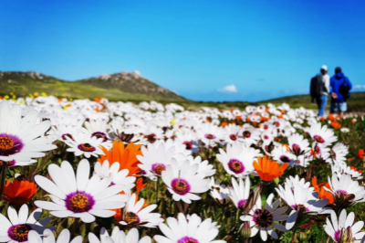 Postberg - Steenbok Hiking Trail
Wed 19 Aug 2026
@
Langebaan, Western Cape